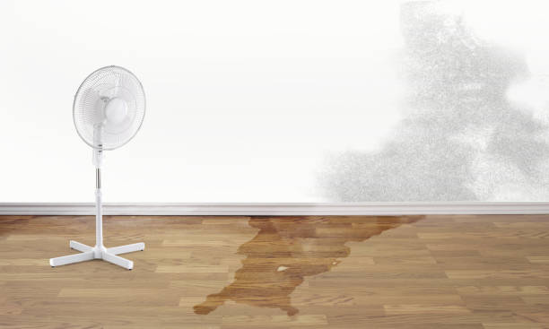 Best Mold removal after water damage  in Beech Mountain Lakes, PA